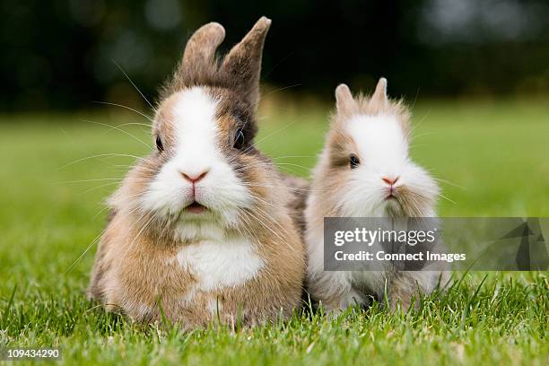 two rabbits sitting on grass - lagomorphs stock-fotos und bilder