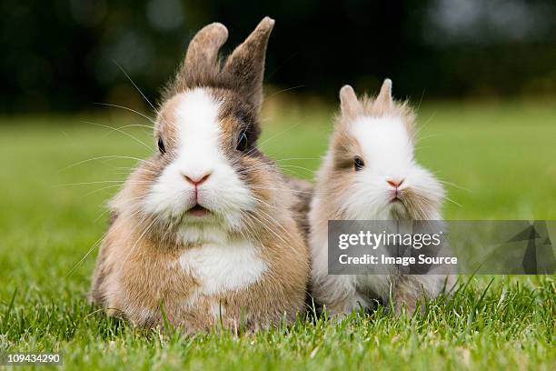 two rabbits sitting on grass - lagomorphs stock pictures, royalty-free photos & images