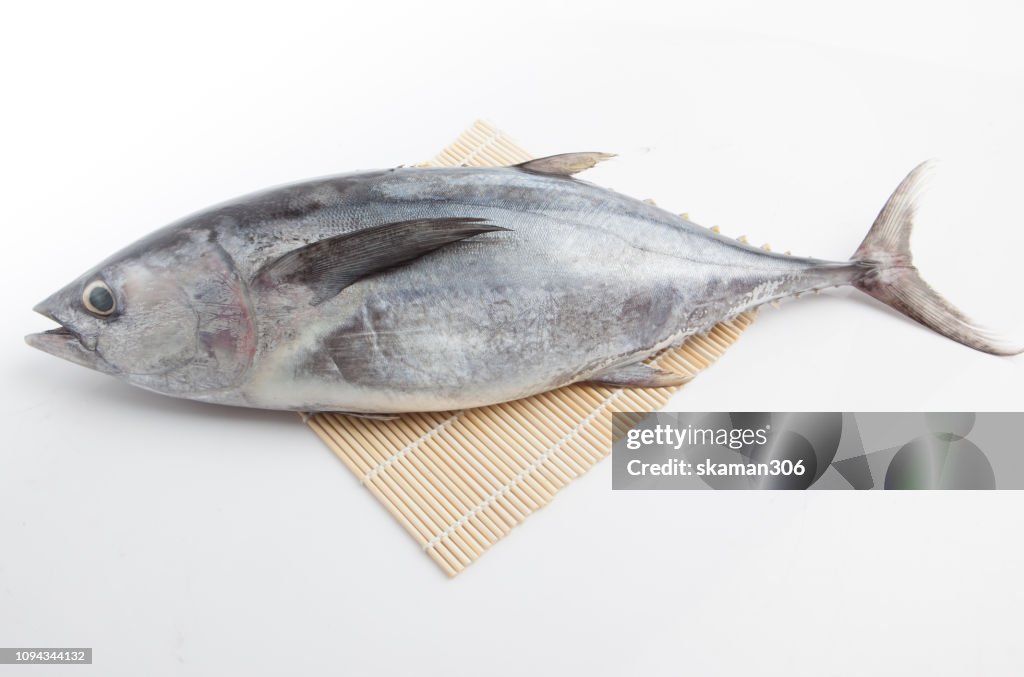 Close up japanese Tuna (maguro) with white backgrund isolated