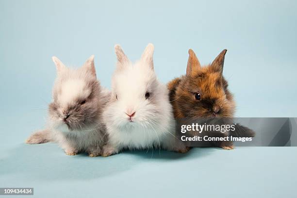 2,557 German Bunny Stock Photos, High-Res Pictures, and Images - Getty ...