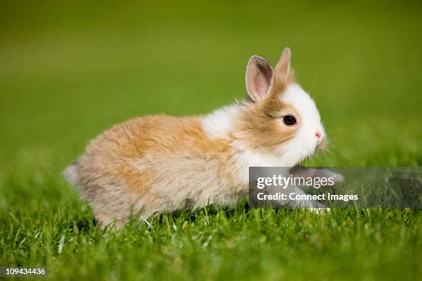 one rabbit sitting on grass - rabbit running stock pictures, royalty-free photos & images