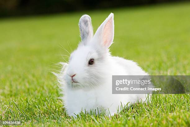 one rabbit sitting on grass - white rabbit stock pictures, royalty-free photos & images