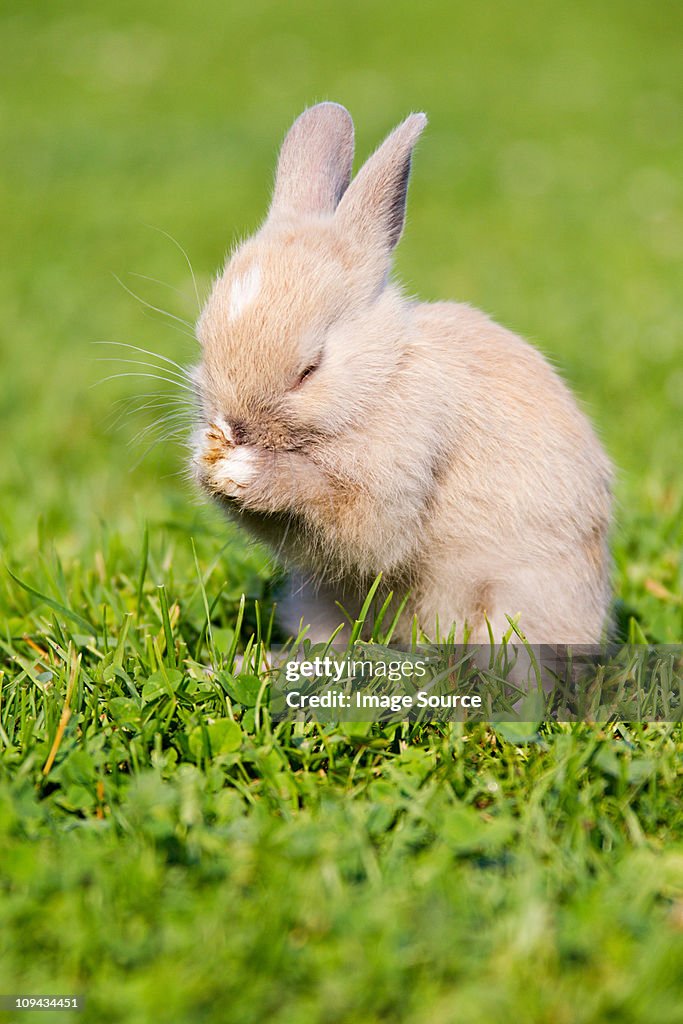 One rabbit sitting on grass cleaning itself