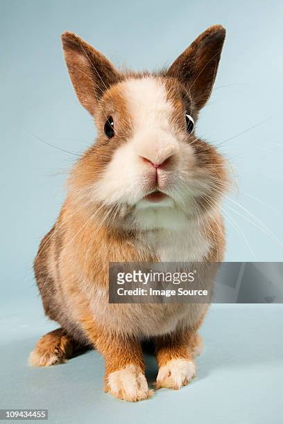 one rabbit, studio shot - bunnies stockfoto's en -beelden