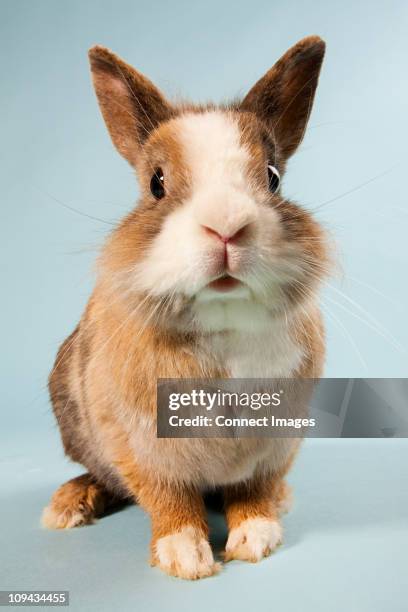 one rabbit, studio shot - rabbit stock pictures, royalty-free photos & images