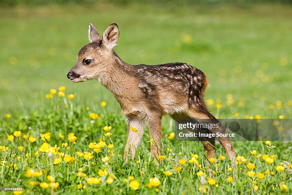 Cute fawn standing on grass