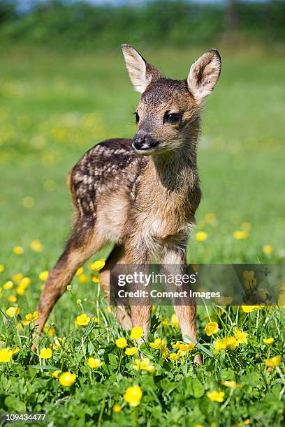 cute fawn standing on grass - animal joven fotografías e imágenes de stock