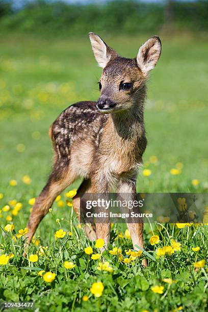 cute fawn standing on grass - reekalf stockfoto's en -beelden