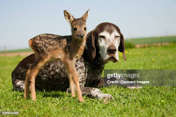 Beautiful view of Morning Pregnant Hound And Fawn Grass Eaters Study