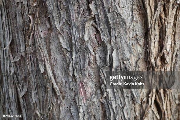 texture / background: bark of a tree in landscape format. (6) - temperate forest stock-fotos und bilder