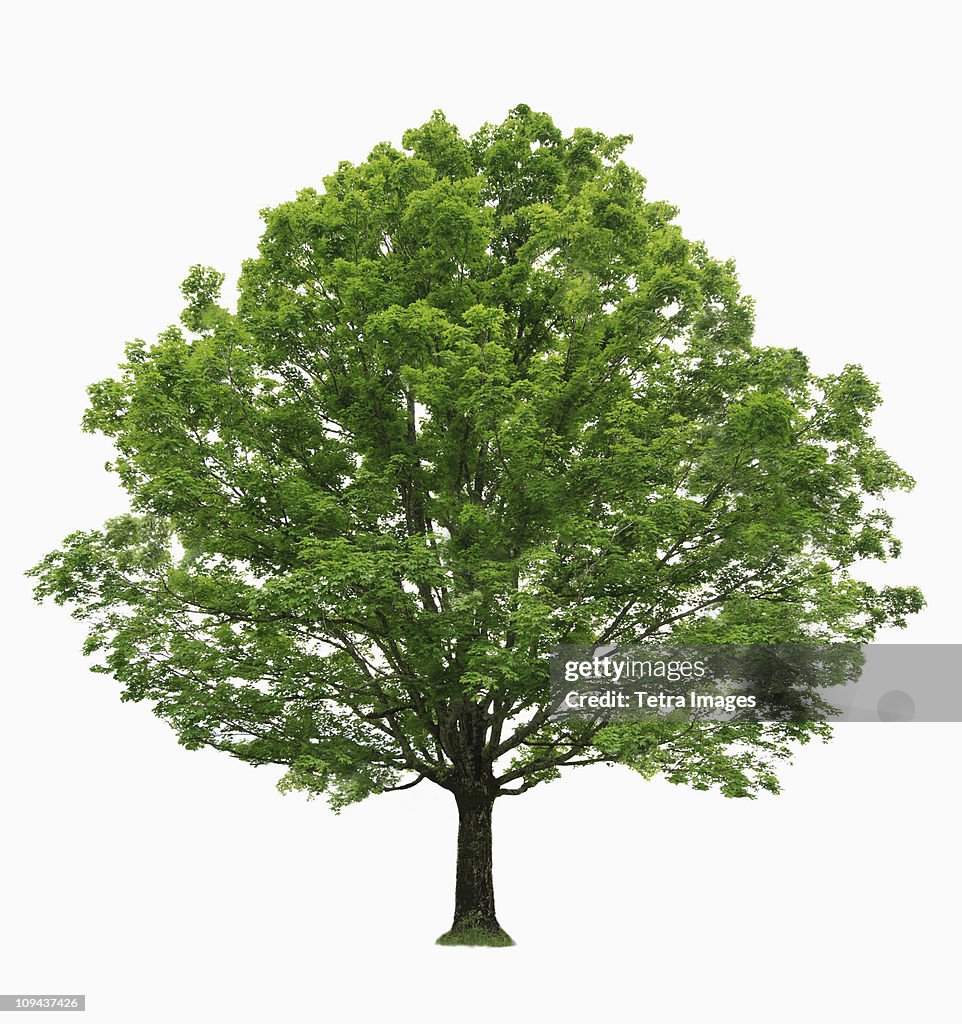 Maple tree on white background