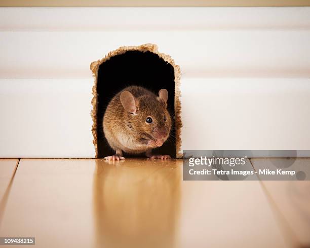 mouse in mouse hole - mouse hole stock pictures, royalty-free photos & images