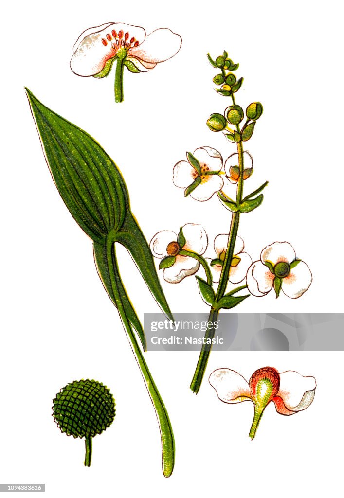 Sagittaria sagittifolia (arrowhead)