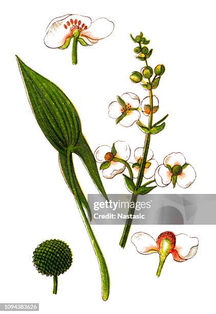 sagittaria sagittifolia (arrowhead) - sagittaria sagittifolia stock illustrations