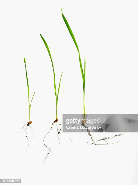 studio shot of blades of grass with bulbs and roots - blades of grass stock-fotos und bilder
