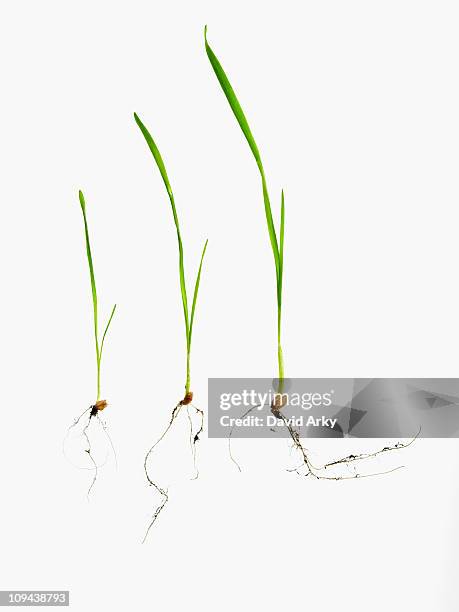 studio shot of blades of grass with bulbs and roots - blade of grass fotografías e imágenes de stock