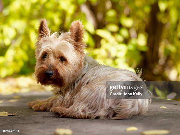 usa, colorado, yorkshire terrier lying down and looking at camera - yorkie stock pictures, royalty-free photos & images