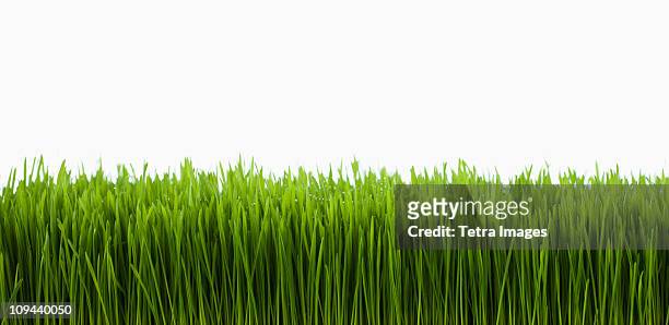 field of grass - blade of grass stock pictures, royalty-free photos & images