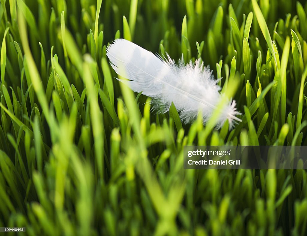 USA, New Jersey, Jersey City, Close-up view of white feather in grass