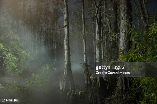trees growing in forest during foggy weather - pântano imagens e fotografias de stock