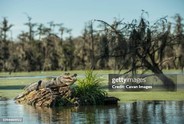 alligator on driftwood in lake martin at forest - bayou stock pictures, royalty-free photos & images