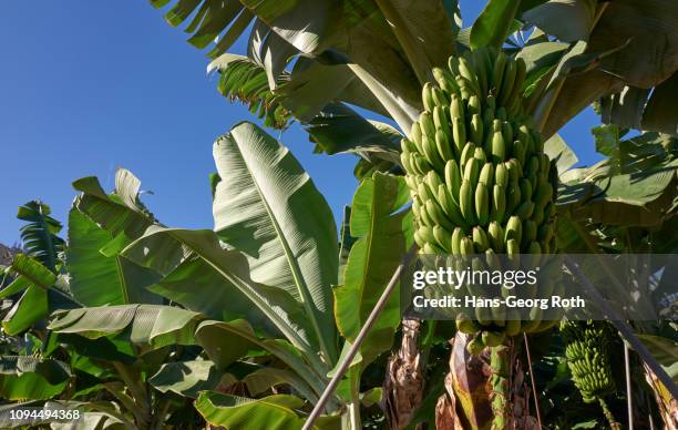 banana plantation - canary islands imagens e fotografias de stock