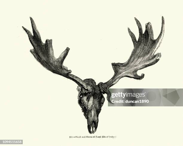 skull and antlers of a fossil irish elk - deer skull stock illustrations