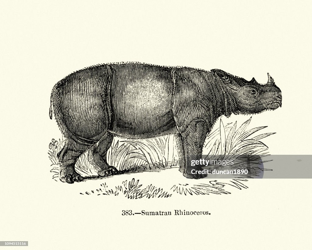 Natural history, Mammals, Sumatran rhinoceros (Dicerorhinus sumatrensis)