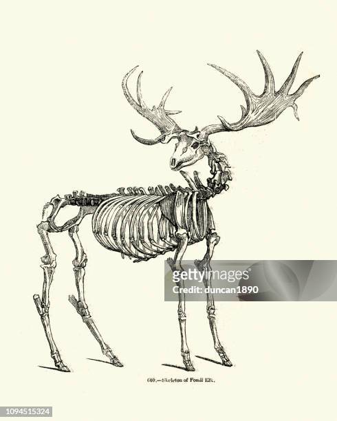 bildbanksillustrationer, clip art samt tecknat material och ikoner med skelett av en fossil älg - horned
