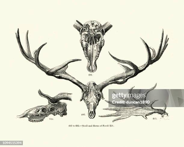 bildbanksillustrationer, clip art samt tecknat material och ikoner med skalle och horn av en fossil älg - deer skull