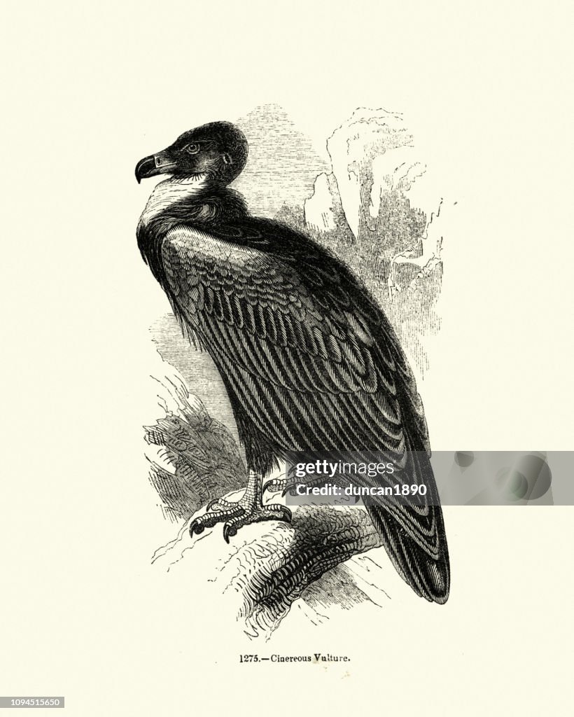Natural history, Birds, cinereous vulture (Aegypius monachus)
