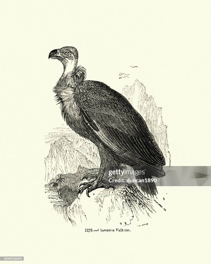Natural history, Birds, cinereous vulture (Aegypius monachus)