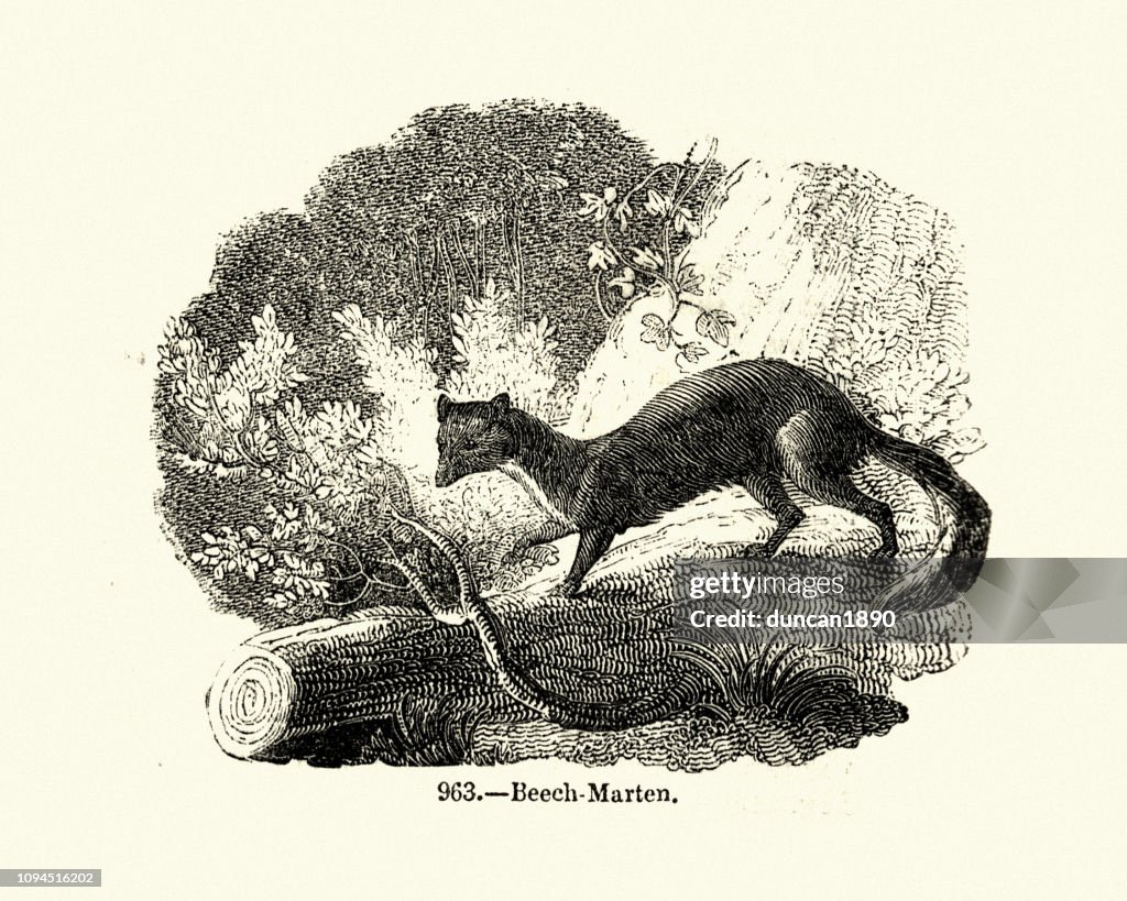 Natural history, Mammals, beech marten (Martes foina)