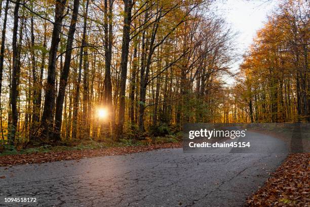 autumn fall season landscape with country road and colored trees during sun shining through the trees on sunrise light. - road light trail stock pictures, royalty-free photos & images