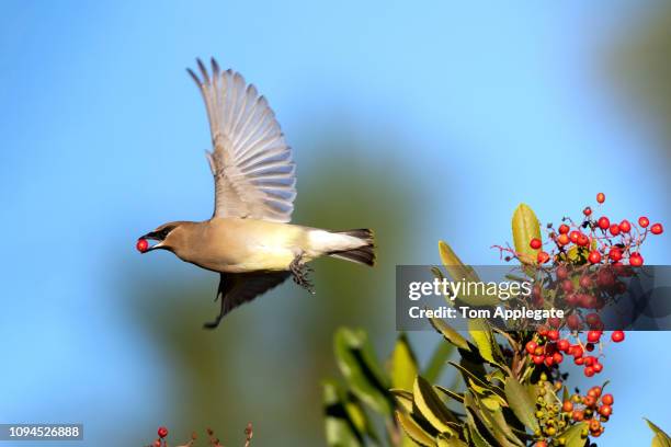 cedar waxwing - cedar waxwing stockfoto's en -beelden