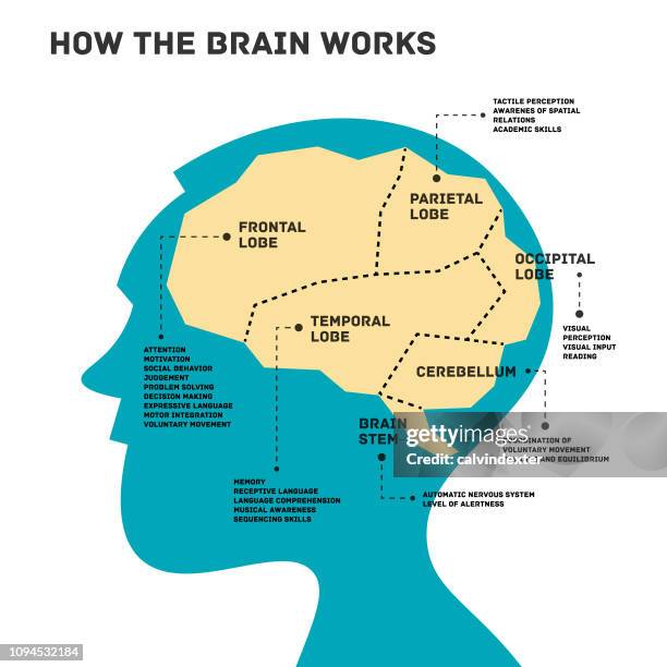 man silhouette with parts of the brain infographic - frontal lobe brain stock illustrations