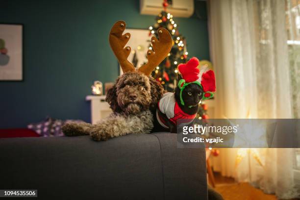 weihnachten haustiere - christmas tree dog stock-fotos und bilder