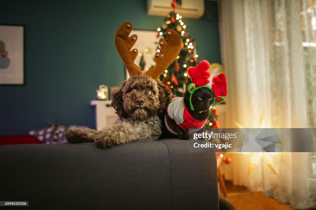 Christmas Pets