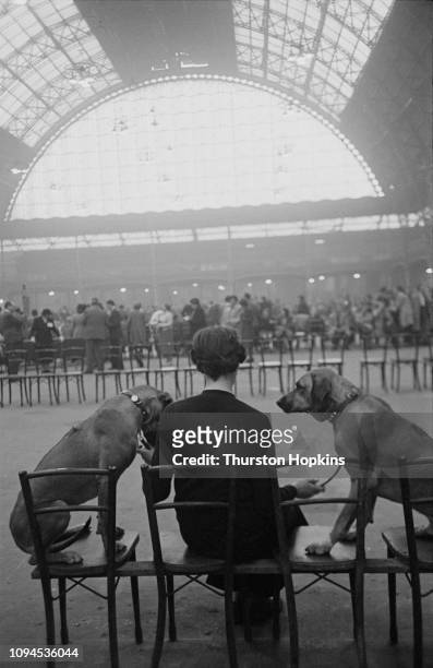 Two dogs and their owner at Crufts dog show, held at the Grand Hall, Olympia, London, 8th-9th February 1952. Original Publication: Picture Post - Dog...