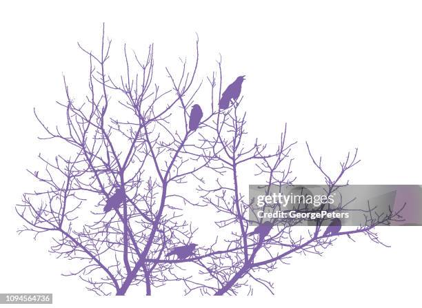 group of crows perching in a tree - lavender sprig stock illustrations