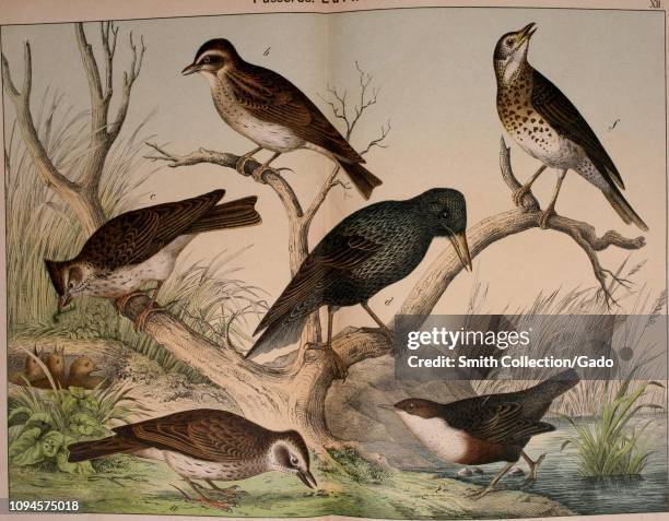 Engraved drawings of the Larks, Eurasian Skylark , Woodlark , Crested Lark , Common Starling , White-throated Dipper , and Song Thrush , from the...