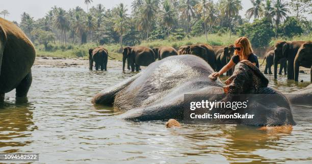 woman playing with elephant in water - sri lanka elephant stock pictures, royalty-free photos & images