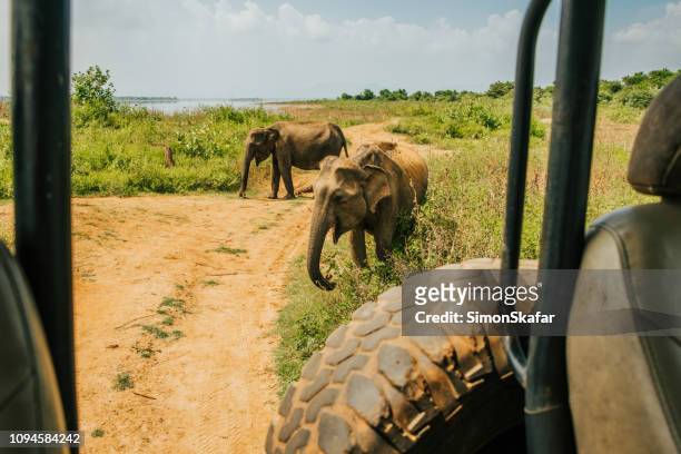 asian elephants (elephas maximus) near safari car,sri lanka - sri lanka elephant stock pictures, royalty-free photos & images