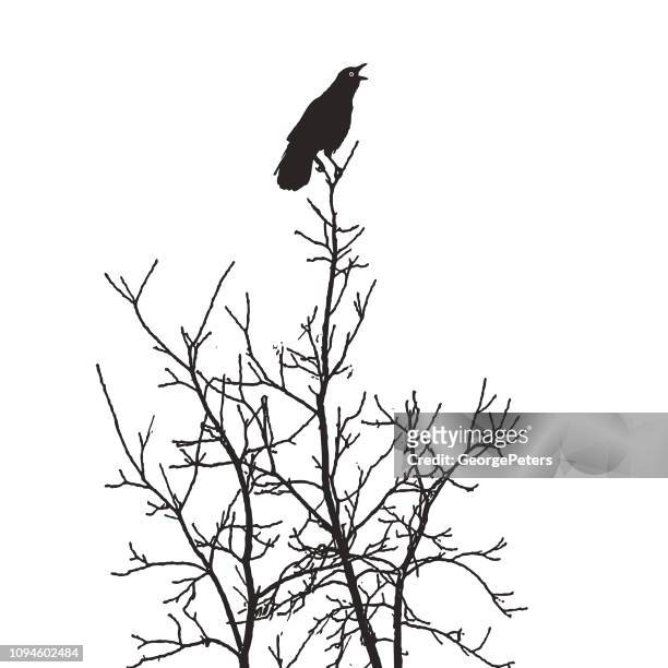ilustraciones, imágenes clip art, dibujos animados e iconos de stock de percha en árboles dando un caw de alarma crow - goth