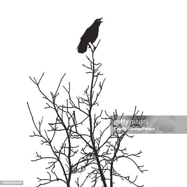 illustrazioni stock, clip art, cartoni animati e icone di tendenza di corvo arrosato su un albero dando un allarme caw - goth