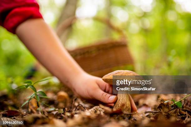 close-up van de hand van de mens met paddestoel - champignon stockfoto's en -beelden