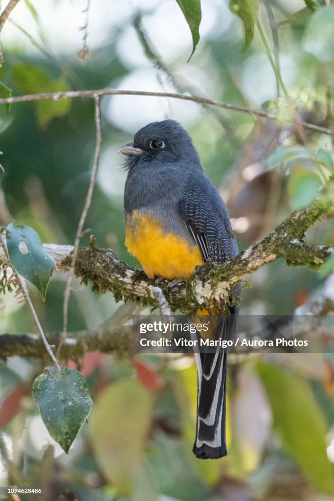 Bird perching on branch, Serrinha Ecological Reserve, Rio de Janeiro, Brazil