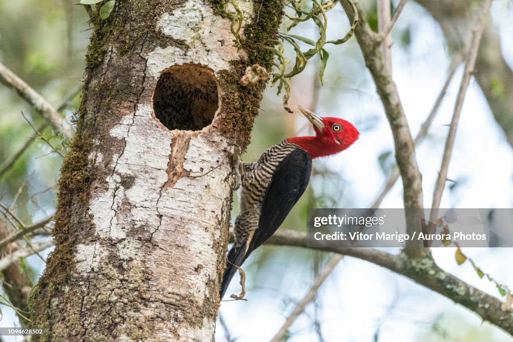 Woodpecker on tree,SerrinhaEcological Reserve, RiodeJaneiro, Brazil