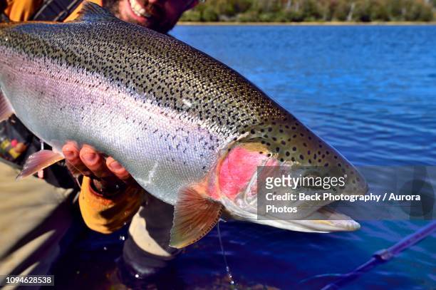 fisherman holding caught rainbow trout (oncorhynchus mykiss) fish, argentina - rainbow trout stock pictures, royalty-free photos & images