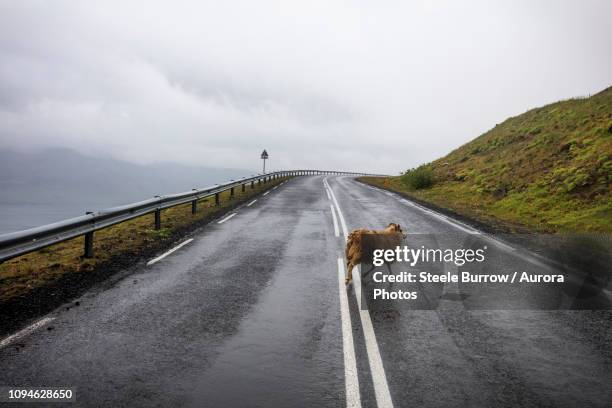 sheep on highway 1, also known as ring road,snaefellsnes, iceland - sheep funny stock pictures, royalty-free photos & images